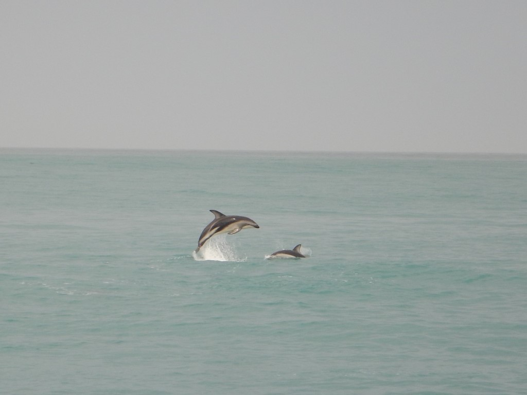 Dolphins near Kaikoura