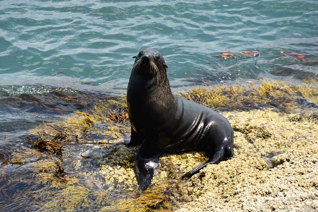 Seelöwe am Katiki Point