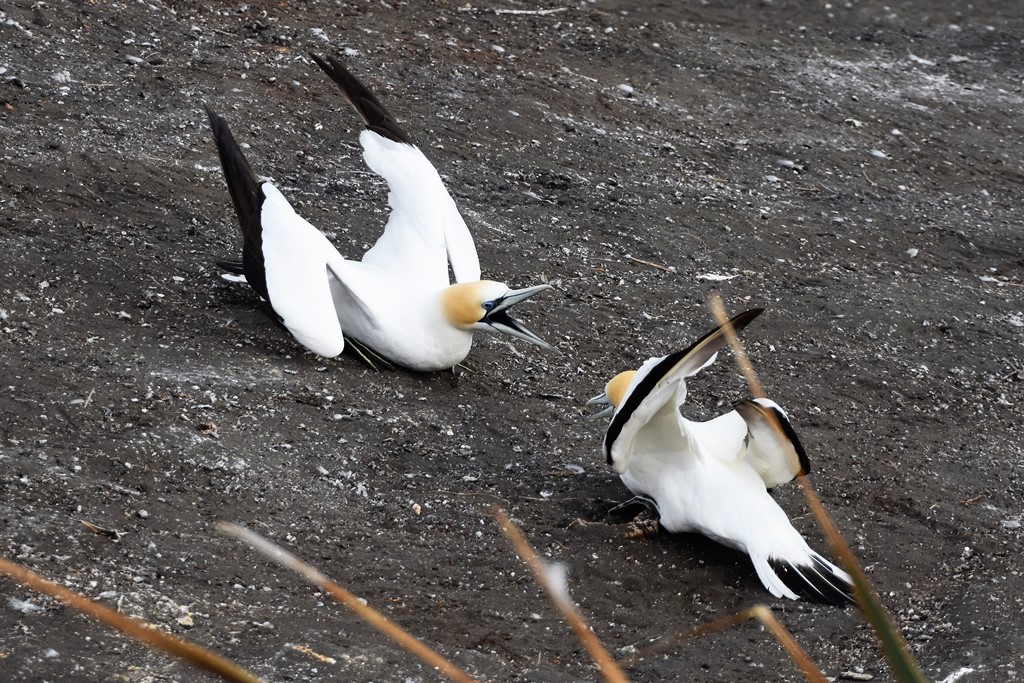 Imponiergehabe - Basstölpel in Muriwai
