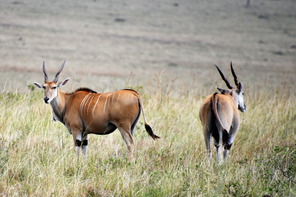Masai Mara Triangle