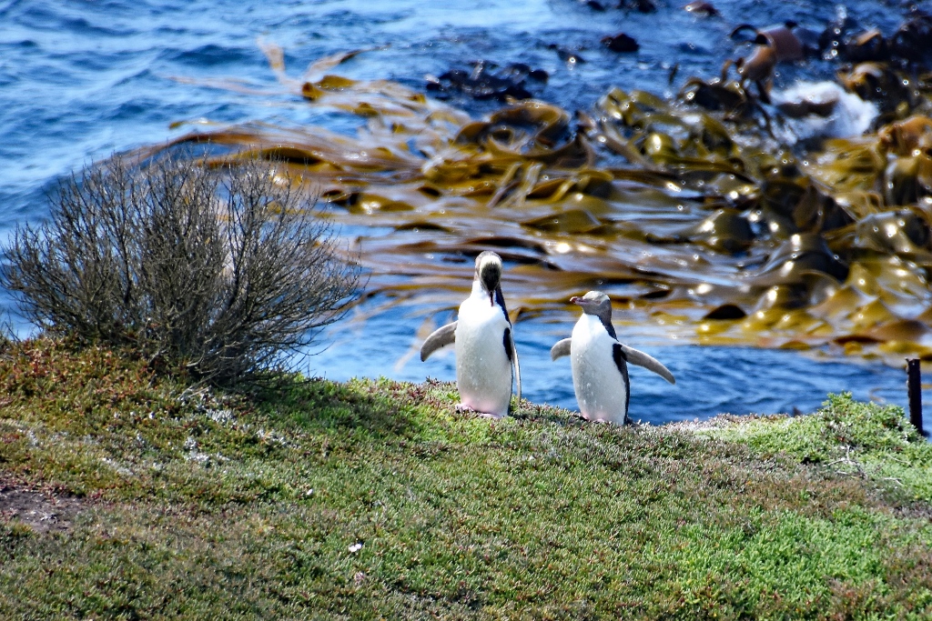Gelbaugenpinguine am Katiki Lighthouse