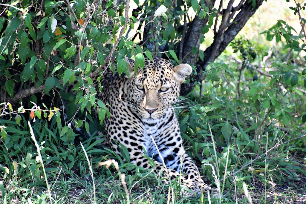 Masai Mara National Reserve