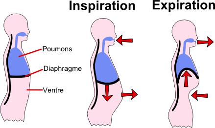 shema-de-la-respiration-par-le-ventre-poumons-diaphragme-ventre-a-l-inspiration-et-a-l-expiration