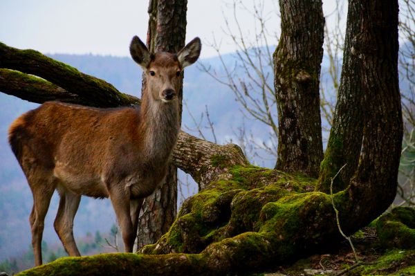 Wildpark Hundshaupten