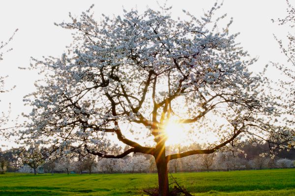 Kirschblüte in der fränkischen Schweiz