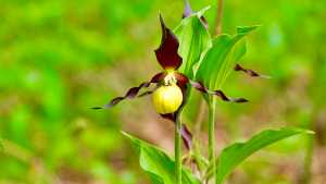 Orchideenweg Lichtenegg
