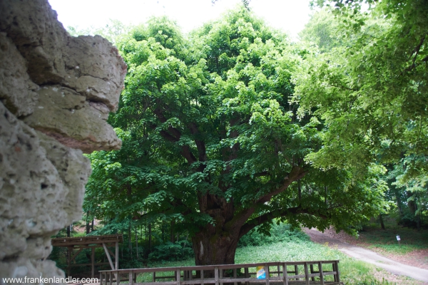 Tanzlinde Schermshöhe