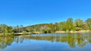 Scherauer Weiher