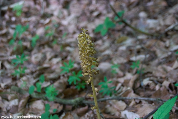 Orchideen in der fränkischen Schweiz