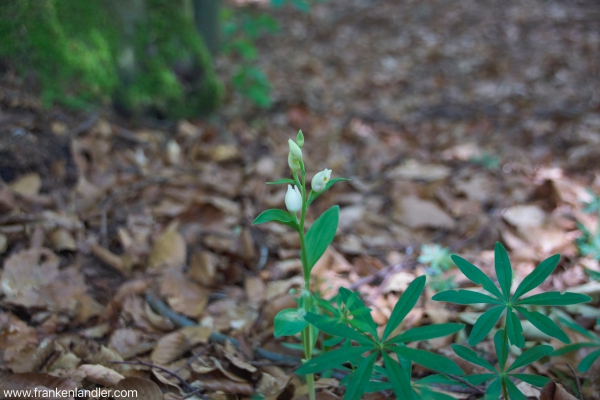 Orchideen in der fränkischen Schweiz