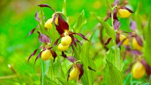 Orchideenweg Lichtenegg