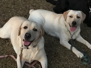 ナオとカラ　２歳のナオより１歳のカラの方がお利口さん！　