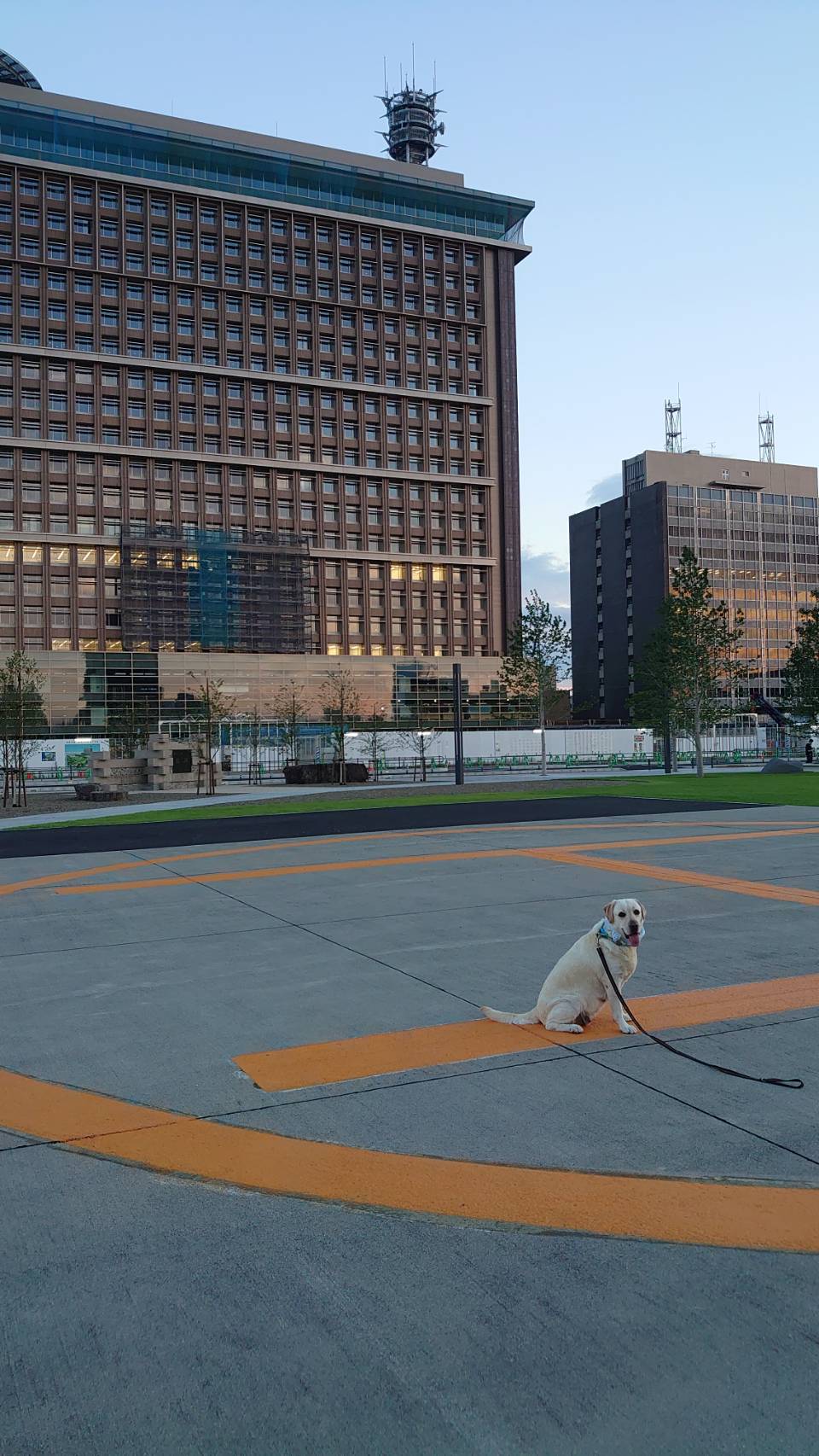 先週土曜日にオープンした岐阜県庁前の公園へ　新しい県庁と古い県庁