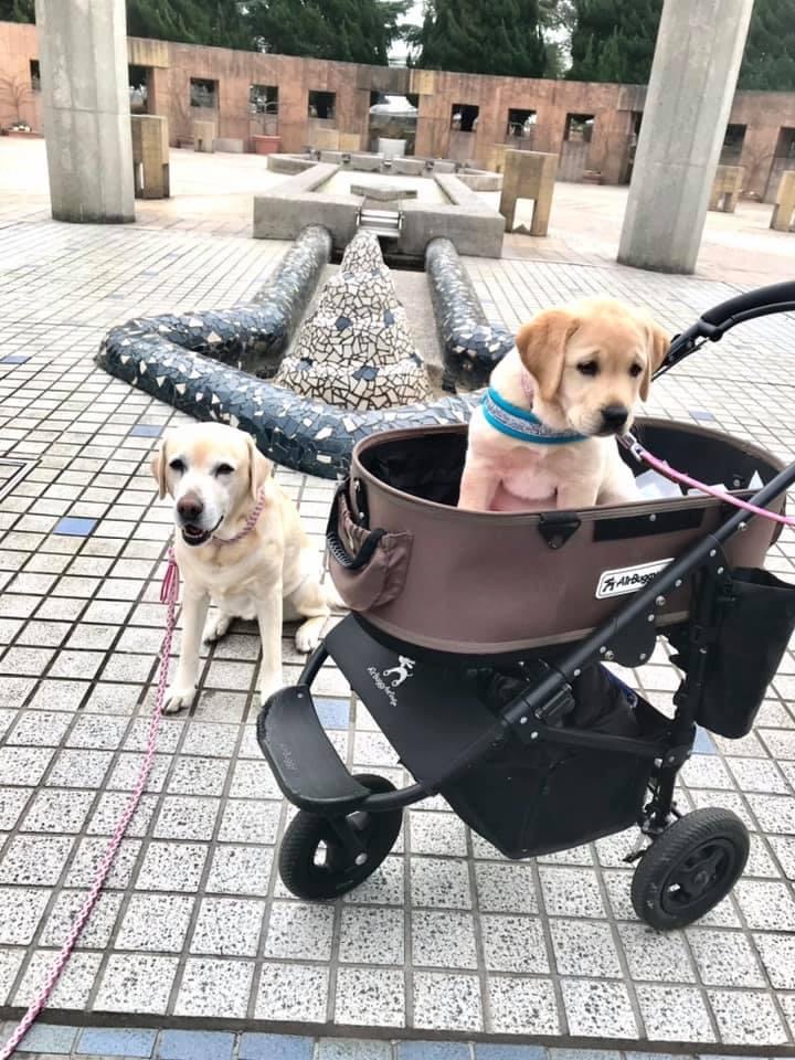 横浜のこっちゃん（カンナっ子）①とノアちゃｎ