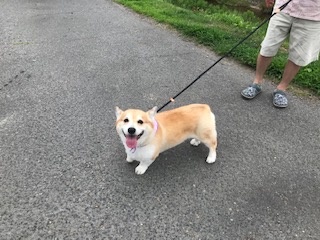 ショートカットでイメチェン、近所の人気者になっていました！！！