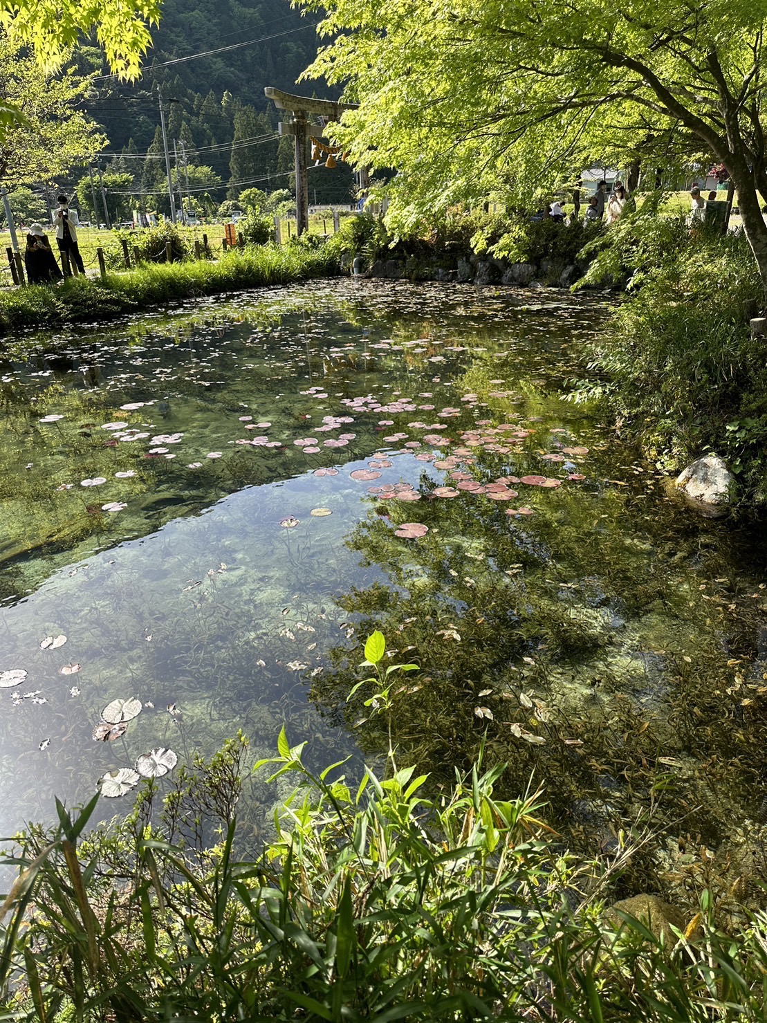 モネの池？　普通の池？