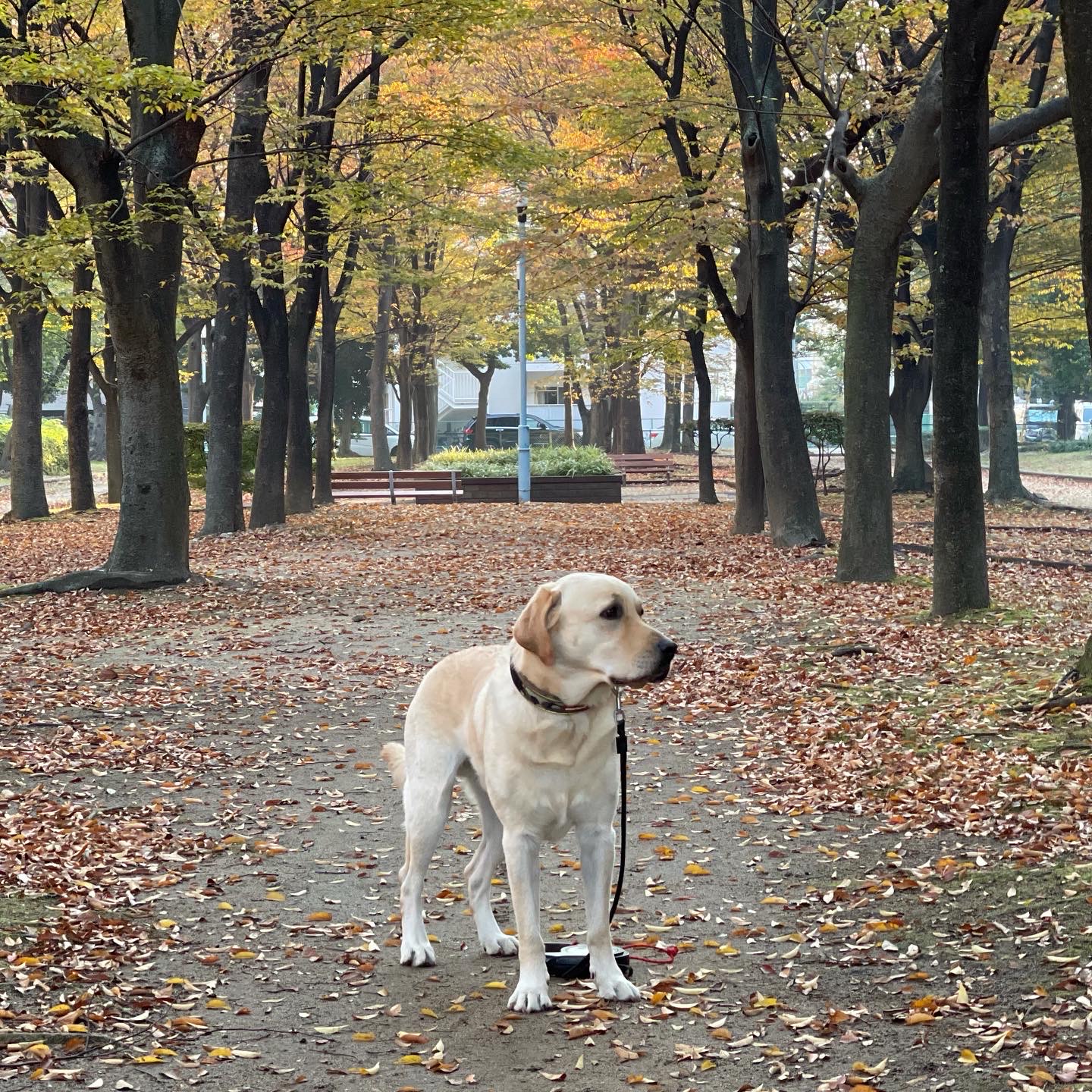 大阪のモモ君①　ご自宅に近所の公園