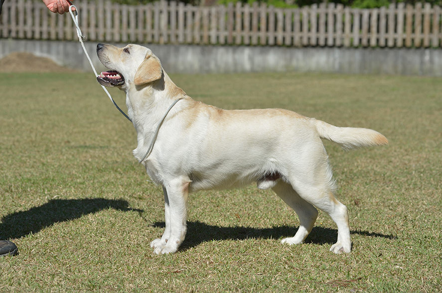 父犬　ラルク（2018.5月生　只今３５ｋｇ位です）両親家系は大きいです。