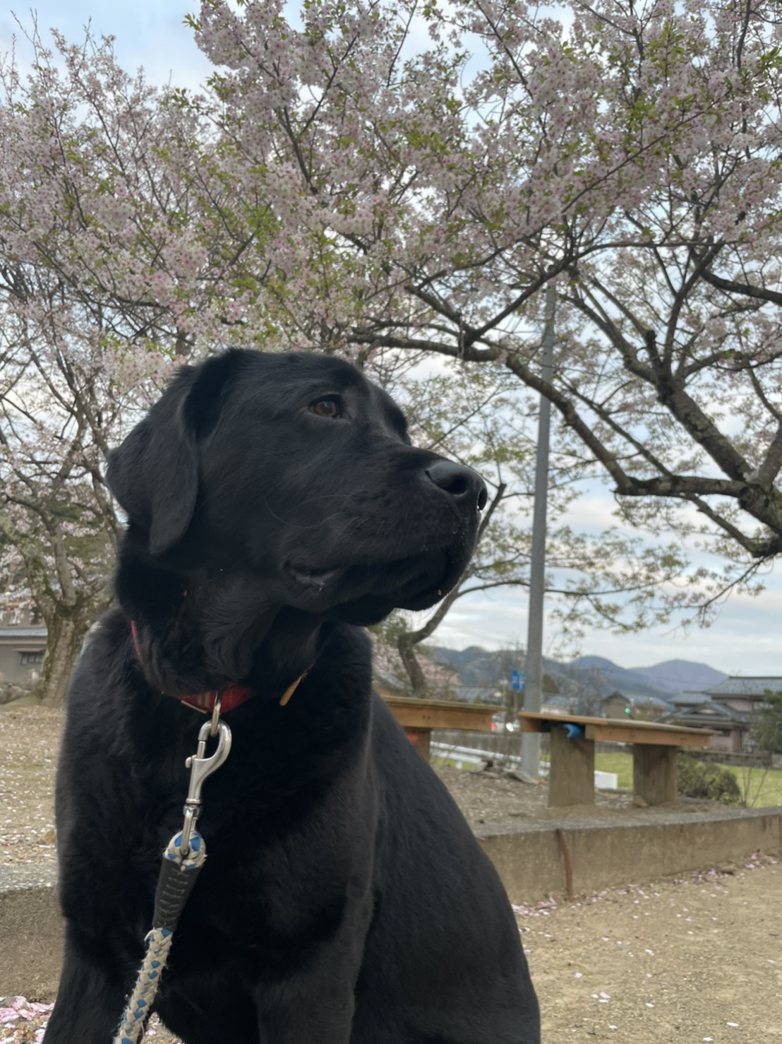 福井県の虎哲君と桜！