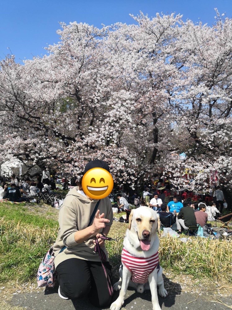 桜ショットありがとうございます。　埼玉のラックパピーのオスカー君！