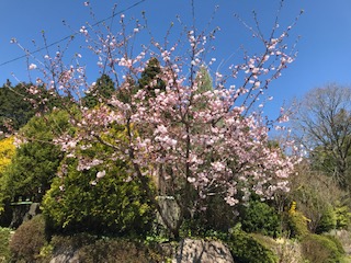事務所向いの八重桜、昨日から咲き始めました