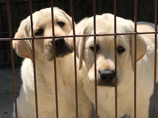 いよいよ来週お嫁入りのアイリちゃんと訓練所のマヤ