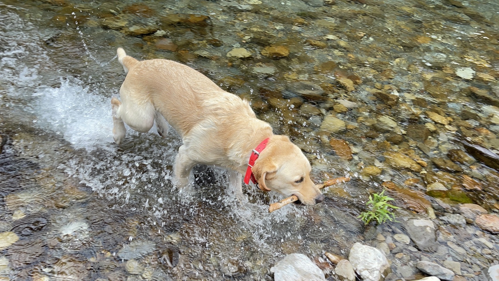 運動いっぱいの　モモ君①