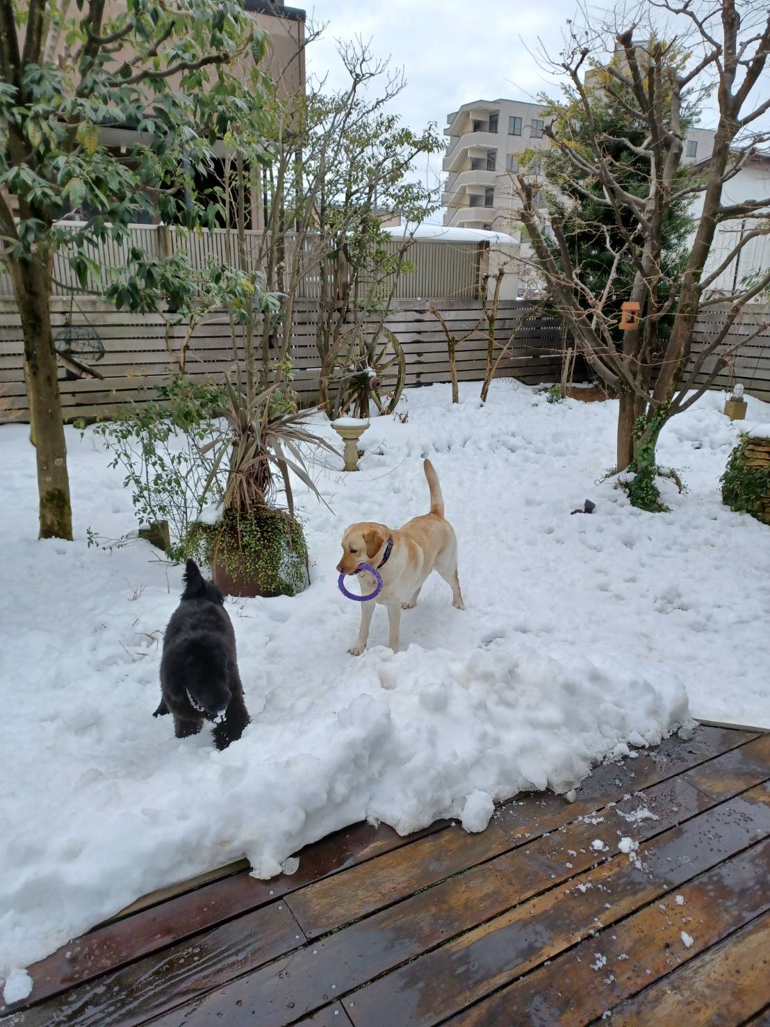 福井県のトム君　お友達と①