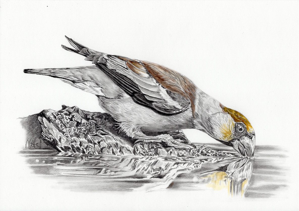 Kernbeißer, Bleistift und Aquarell, Hahnemühle-Papier Nostalgie 190g (A4-Format)