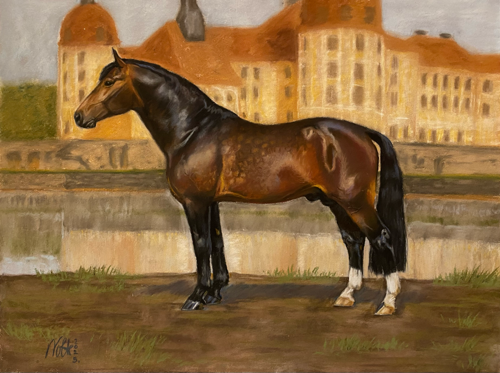 Schwerer Warmbluthengst Lancelo, Pastell (30 x 40 cm)