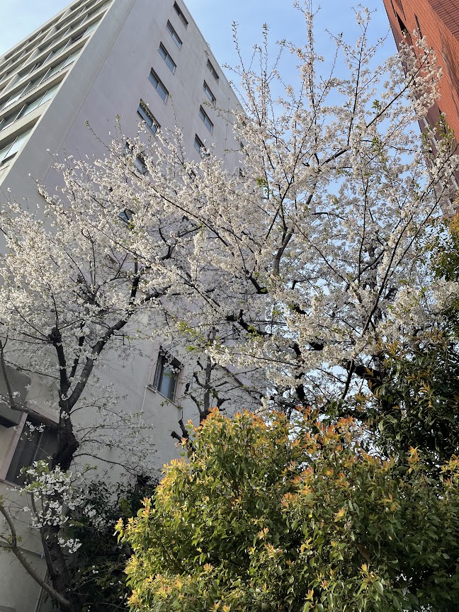 新年度