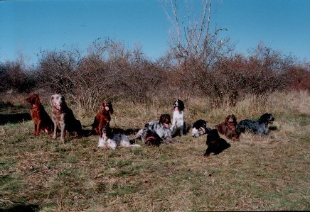 Breitenleer Jagdgesellschaft - 11 Hunde!