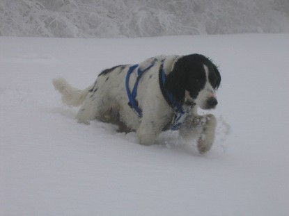 Comtess stapft durch den Schnee!