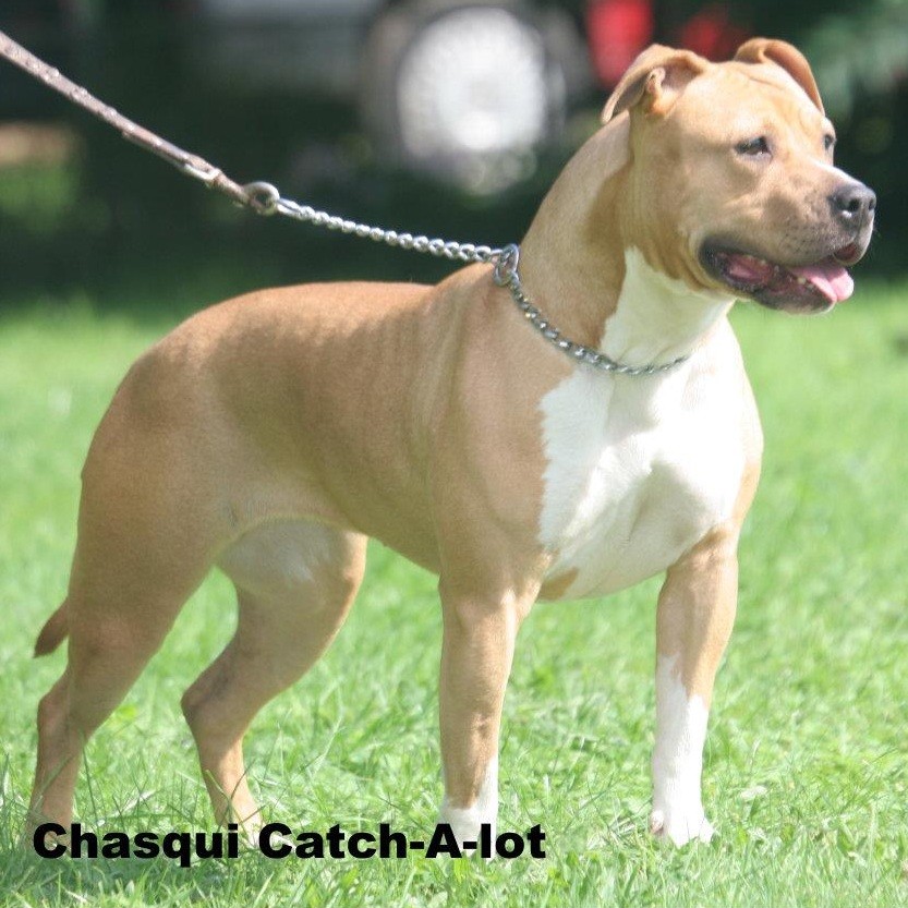 Chasqui Catch-a-lot