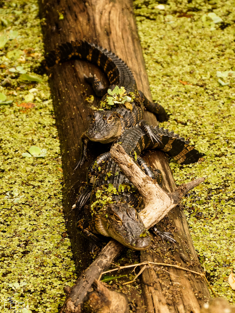 Florida - Corkscrew Swamp