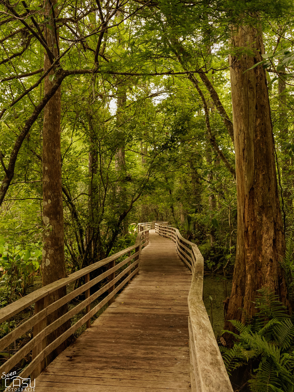 Florida - Corkscrew Swamp