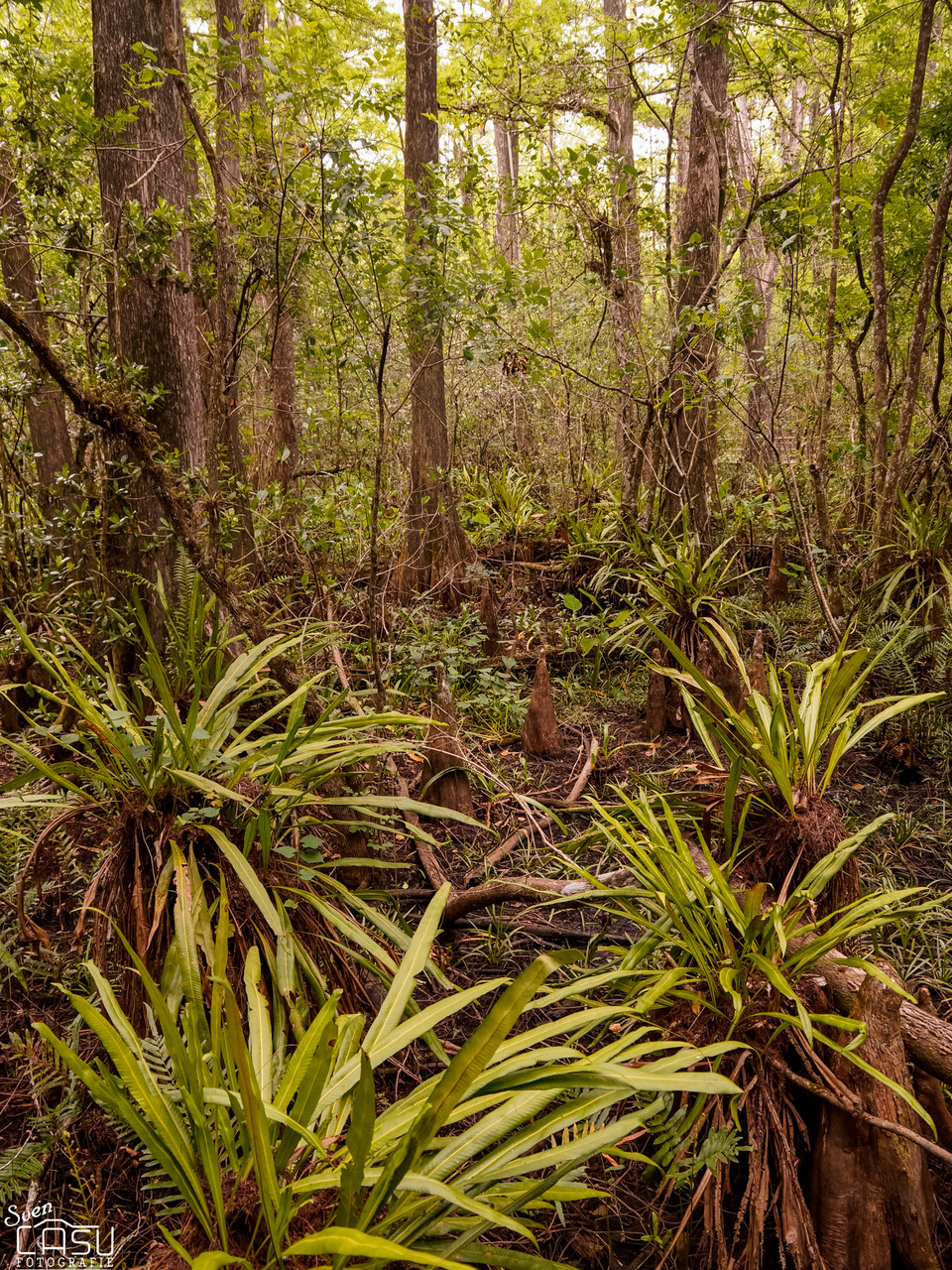 Florida - Corkscrew Swamp