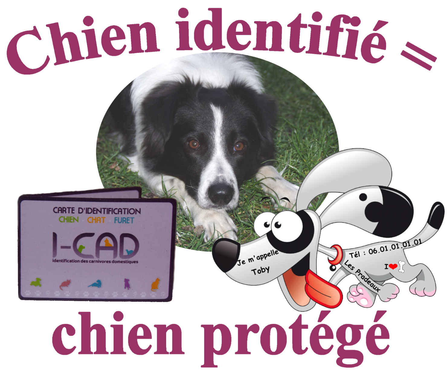 Identification Du Chien Les Amis De Toby S