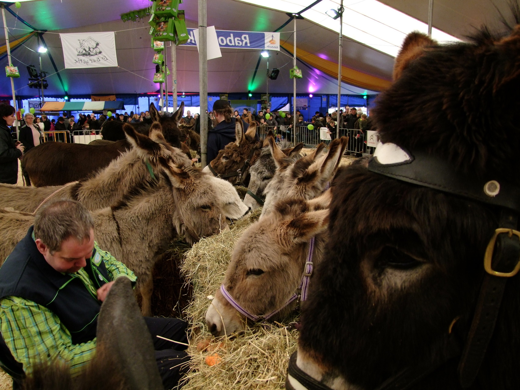 Die Esel hauen rein