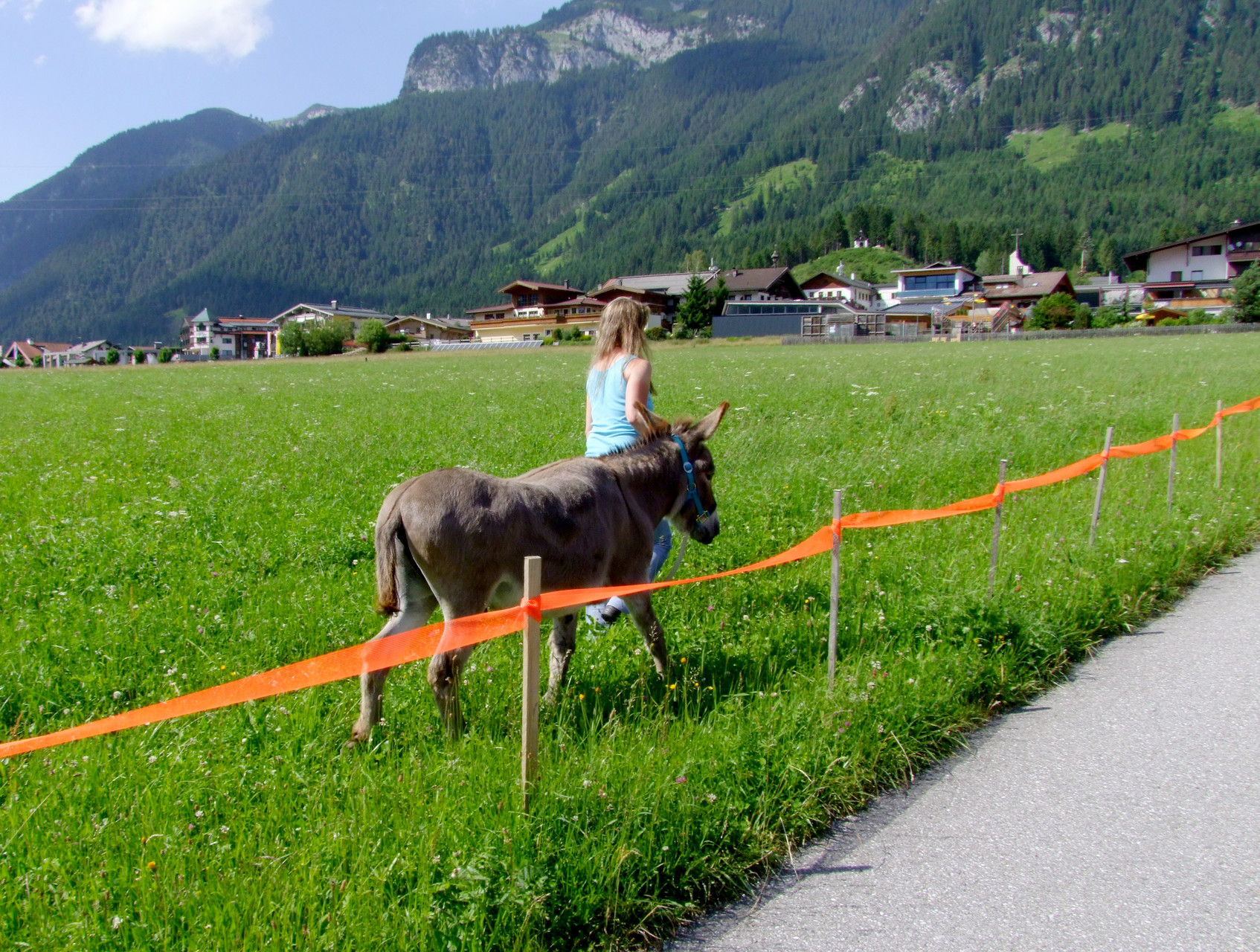 Tirol: Eine der häufigsten Anliegen, die wir trainiert haben …den Esel über eine Wiese führen, ohne dass er frisst.