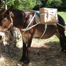 Der Bâlissandre auf einem Muli von 700 kg