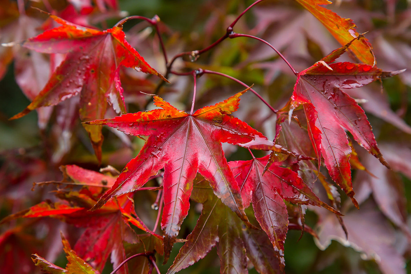 Herbstlaub.