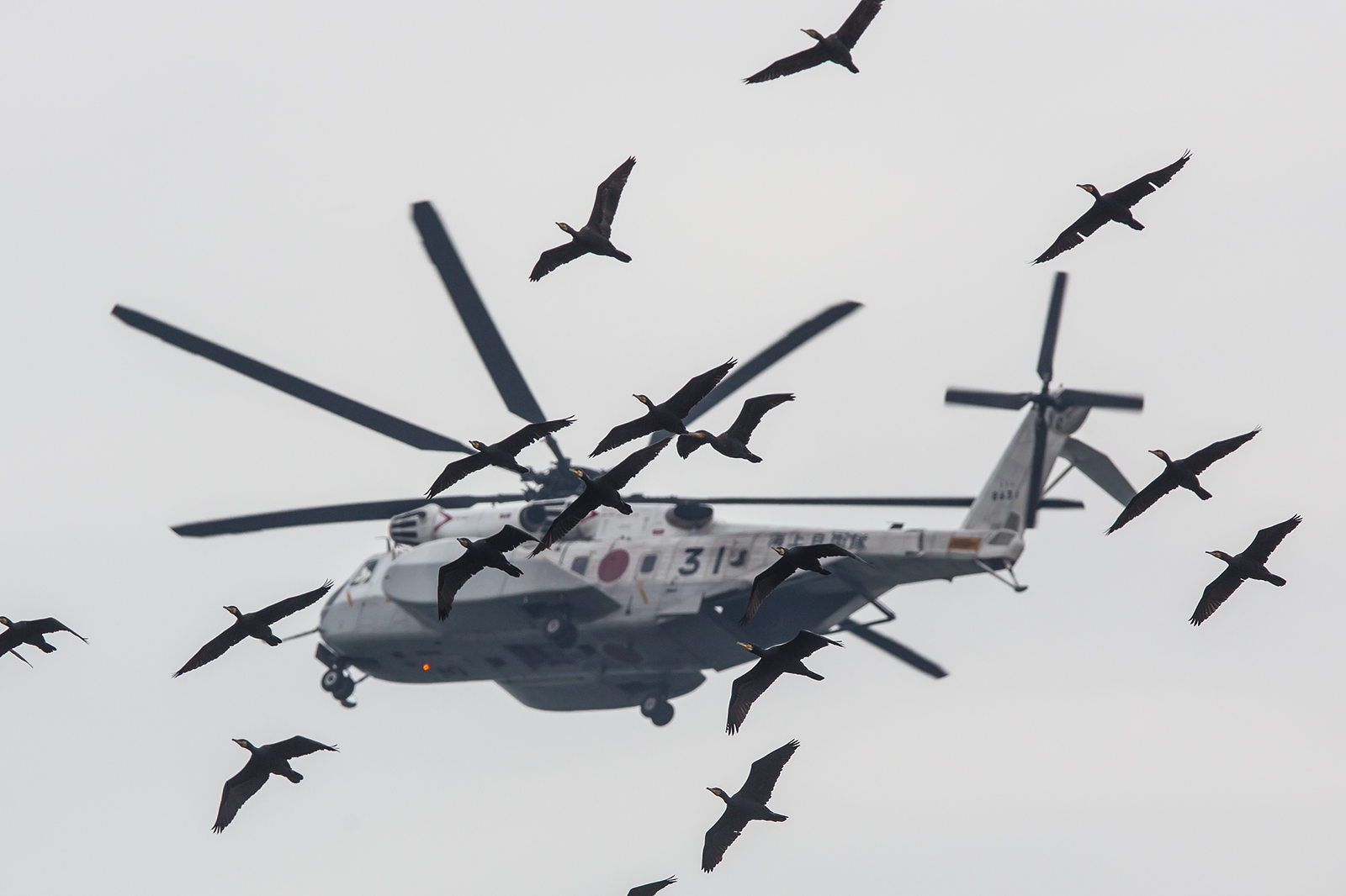 Airpower meets Wildlife.