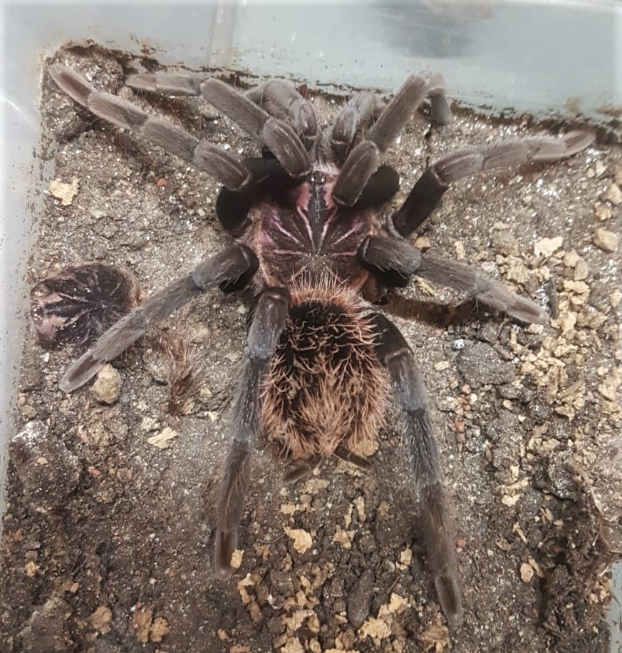 Vogelspinnen Tropen Exoten Freiburg