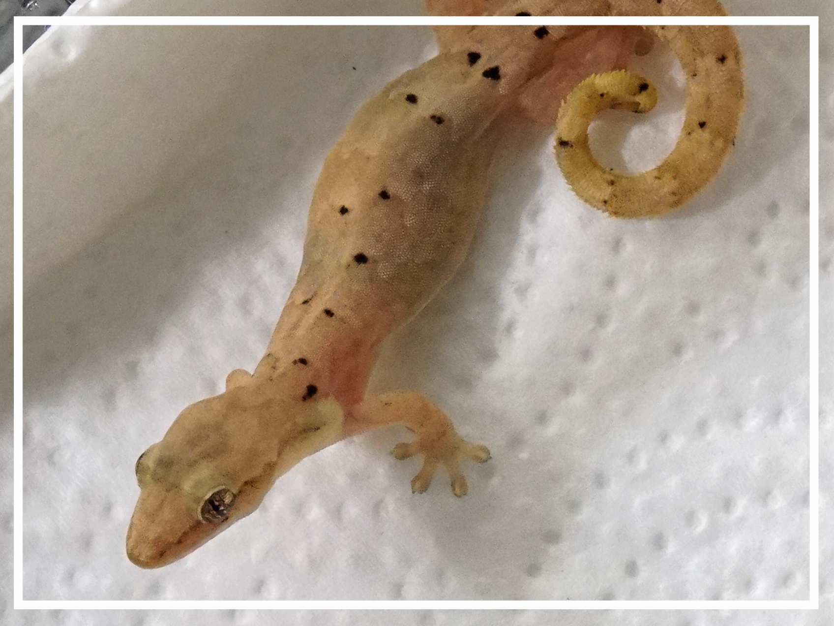 Geckos kaufen - Tropen & Exoten Freiburg