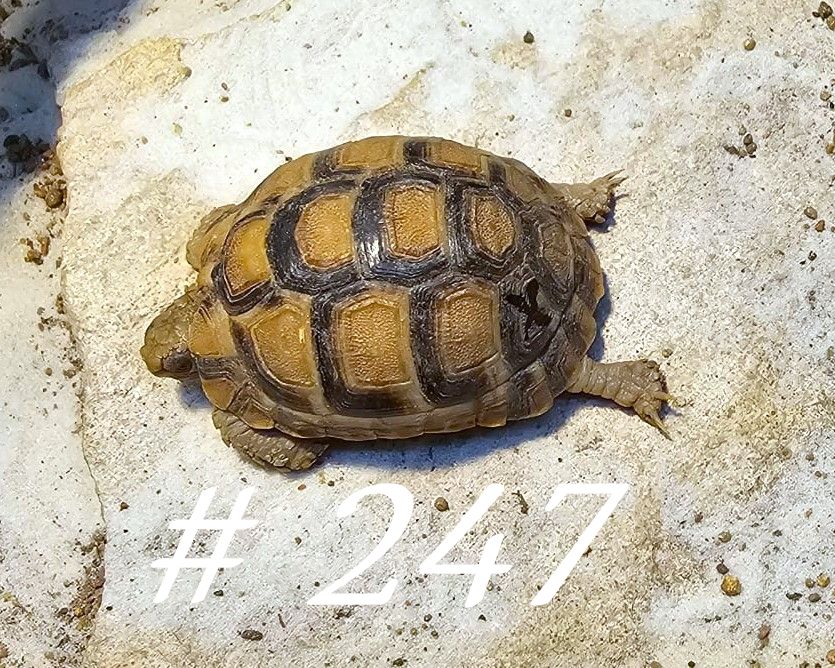 Schildkrten kaufen - Tropen & Exoten Freiburg