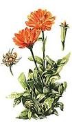 Calendula