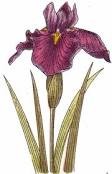 Iris