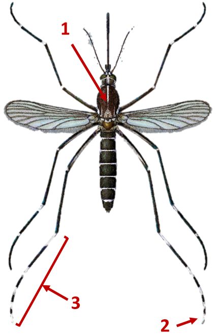Petit Post sur le moustique tigre (Aedes Albopictus) .. Reconnaissance et lutte Dans le cadre de la lutte anti vectorielle