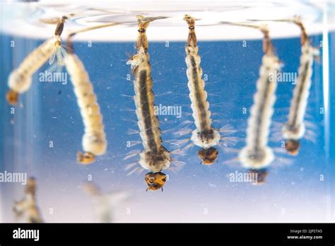 Le cycle de reproduction du moustique tigre en une semaine à 10 jours                                                       Larves aquatiques